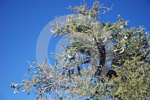 Branches of a camel thorn or giraffe thorn tree