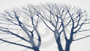 Branches are cast on a light surface creating an abstract natural