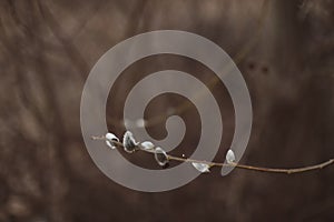 Branches with catkins. Willow blossom. Spring background. Close-up, selective focus