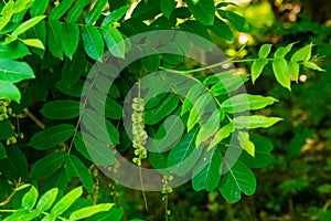 Branches of Caucasian Walnut or Pterocarya Fraxinifolia tree. Family Juglandaceae in park or garden