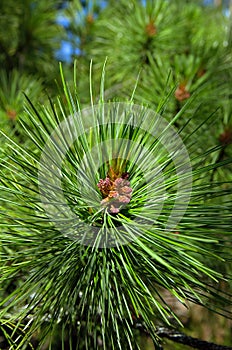 The branches of cedar