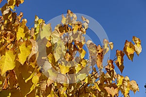 Branches of cercis canadensis against the sky in autumn