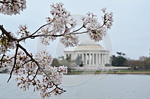 Branches of Cherry Blossom Clusters at Thomas Jefferson Memorial