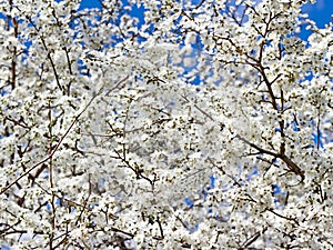 Branches of cherry blossoms