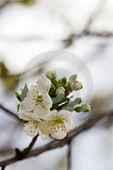 Branches of cherry blossoms against the sky