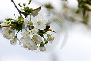 Branches of cherry blossoms against the sky