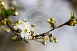 Branches of cherry blossoms against the sky.