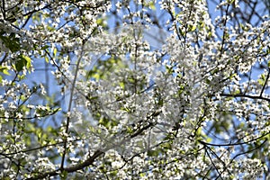 Branches of cherry blossoms in garden in springtime. Blooming Cherry Blossoms against blue sky. Early Spring.