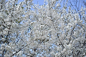 Branches of cherry blossoms in garden in springtime. Blooming Cherry Blossoms against blue sky. Early Spring.