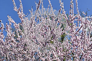 Branches of cherry blossoms in garden in springtime. Blooming Cherry Blossoms against blue sky. Early Spring.
