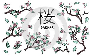 Branches of cherry blossoms. Pink sakura flowers. Vector illustration set, isolated on white.