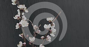 Branches of cherry blossoms in the rain