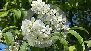 Branches of cherry swaying in the wind.