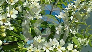 Branches of cherry swaying in the wind.