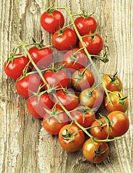 Branches of Cherry Tomatoes