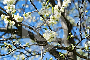 branches of a cherry tree blossoming with white flowers against a bright blue sky.