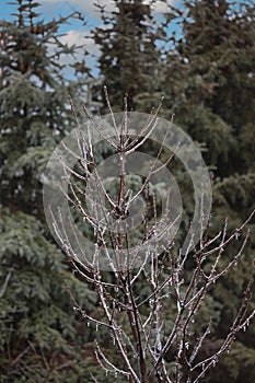 The branches of a Cherry tree encased in ice after a spring storm in Trevor, Wisconsin