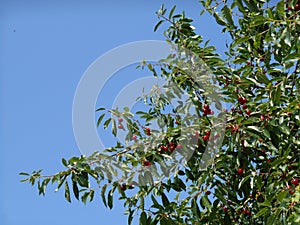 Branches of cherry tree with ripe red berries fruits, blue sky in background