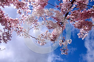 Branches of cherry trees in blossom in spring in Hillsboro, Oregon against blue sky