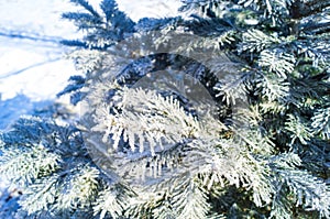 The branches of the Christmas tree are covered with hoarfrost on a blue background