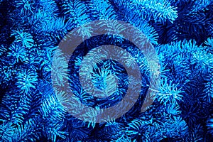 The branches of the Christmas tree are covered with hoarfrost and illuminated with blue light