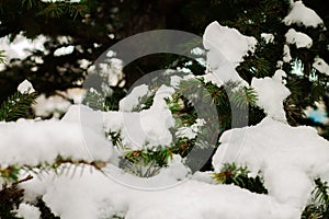 Branches of a Christmas tree with snow. snowy trees. winter in the forest. New Year.