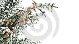 Branches of christmas tree  spruce  with cones covered hoarfrost and in the snow on a white background with space for text