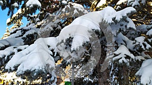 Branches of a Christmas tree under the weight of snow. Picturesque snowy winter landscape with snowy fir trees. Frosty sunny day