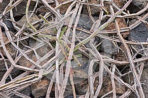 Branches of Cissus quadrangularis photo