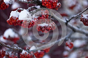 Branches and clusters with red rowan berries covered in snow and ini.