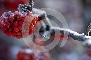 Branches and clusters with red rowan berries covered in snow and ini.