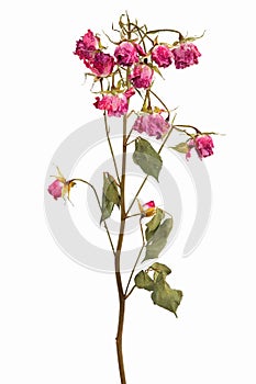 Branches with clusters of small dried roses