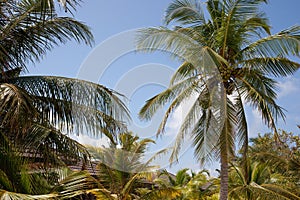 The branches of coconut palms against the blue sky