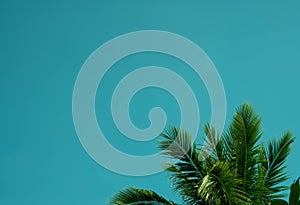 Branches of coconut palms under blue sky