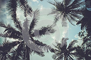 Branches of coconut palms under blue sky