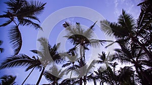 Branches of coconut palms under morning purple sky