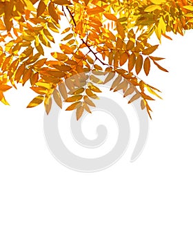 Branches with colorful autumn leaves isolated on white background. Japanese pagoda tree