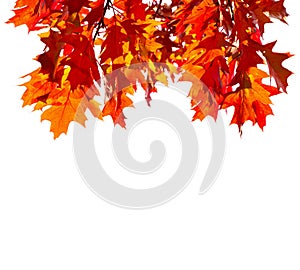 Branches with colorful autumn leaves isolated on white background. Northern Red Oak. Selective focus