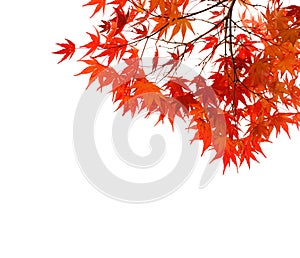 Branches with colorful autumn leaves isolated on white background. Selective focus. Acer palmatum Japanese maple