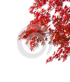 Branches with  colorful autumn leaves  isolated on white background.  Selective focus. Acer palmatum Japanese maple
