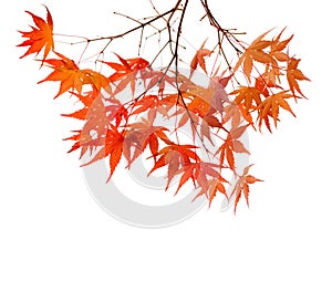 Branches with colorful autumn leaves isolated on white background. Selective focus. Acer palmatum Japanese maple