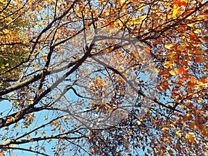 Branches with colorful leaves