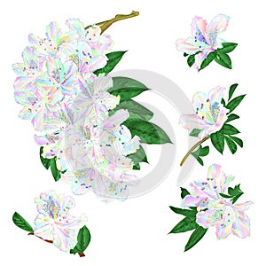 Branches colorful Rhododendron branch  flowers  mountain shrub on a white background set four vintage vector illustration editable