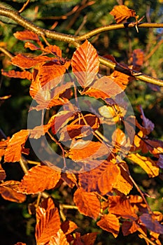 branches of Common Beech (Fagus sylvatica)