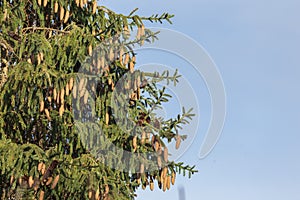 Branches with cones European spruce Picea abies on a background of blue sky.