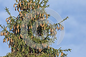 Branches with cones European spruce Picea abies on a background of blue sky.