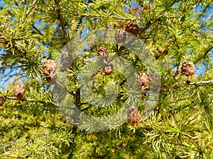 Branches with cones from a larchtree