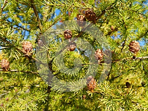 Branches with cones from a larchtree