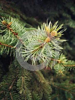 Branches of coniferous tree with swollen young buds.
