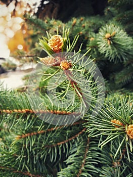 Branches of coniferous tree with swollen young buds.